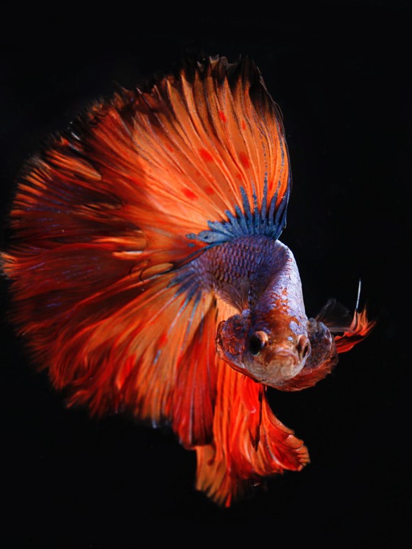 A colorful fish