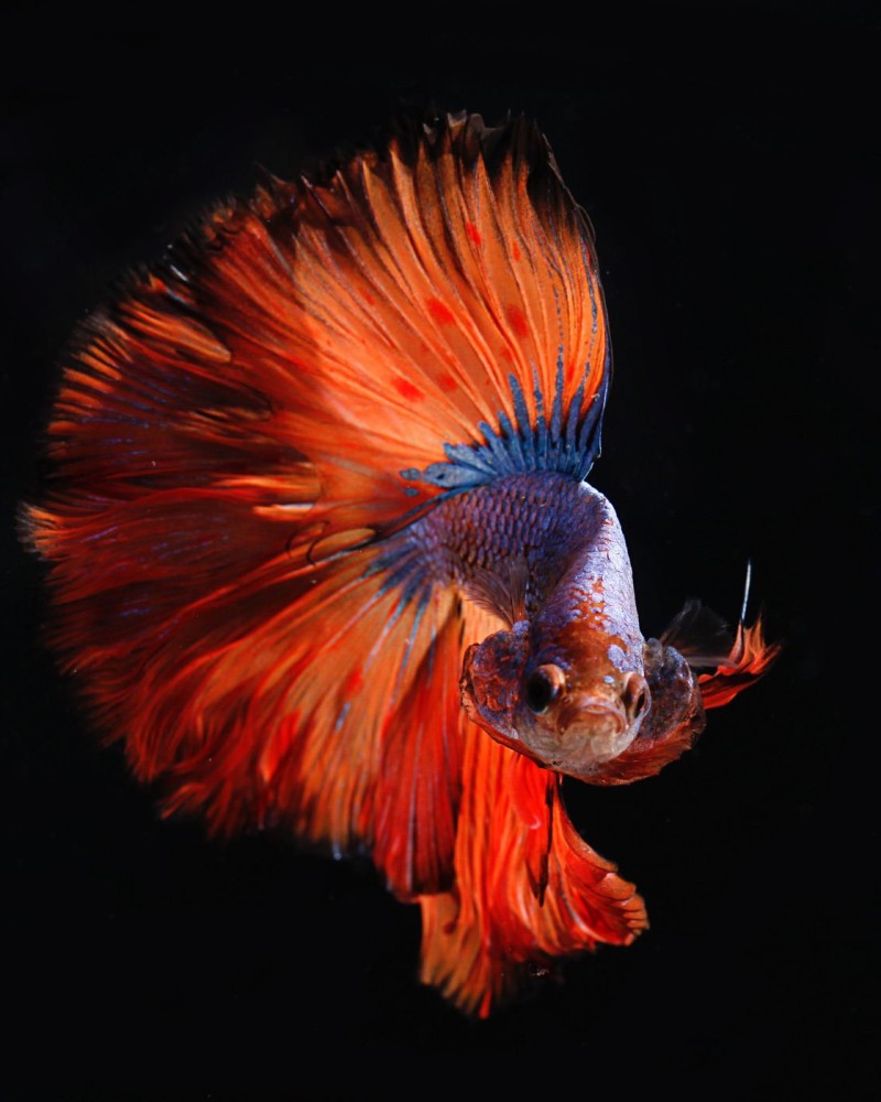 A colorful fish