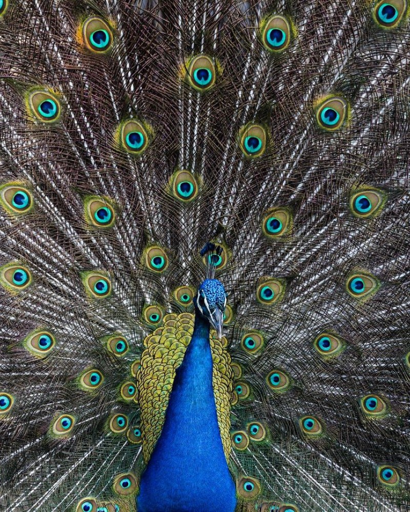 Peacock Plumage