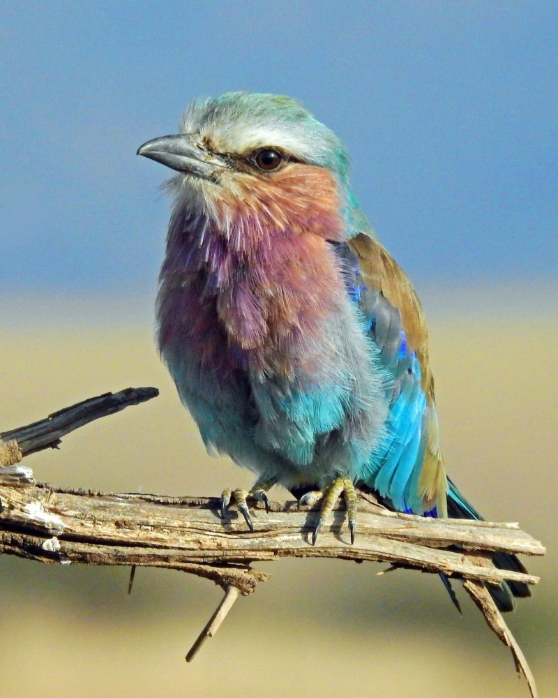 A lilac-breasted roller sitting on a branch