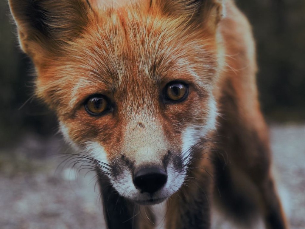 A fox staring at the camera