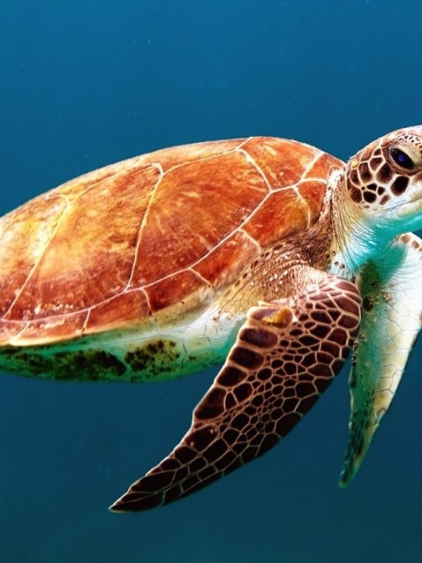 A turtle swimming under water