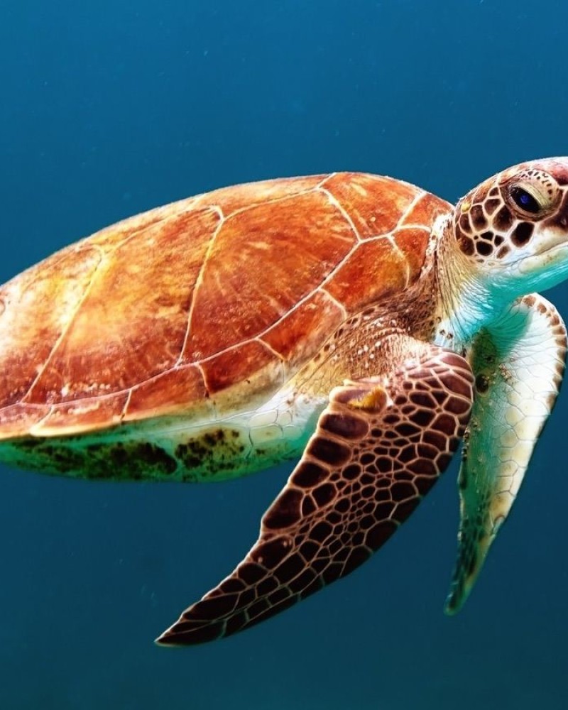 A turtle swimming under water