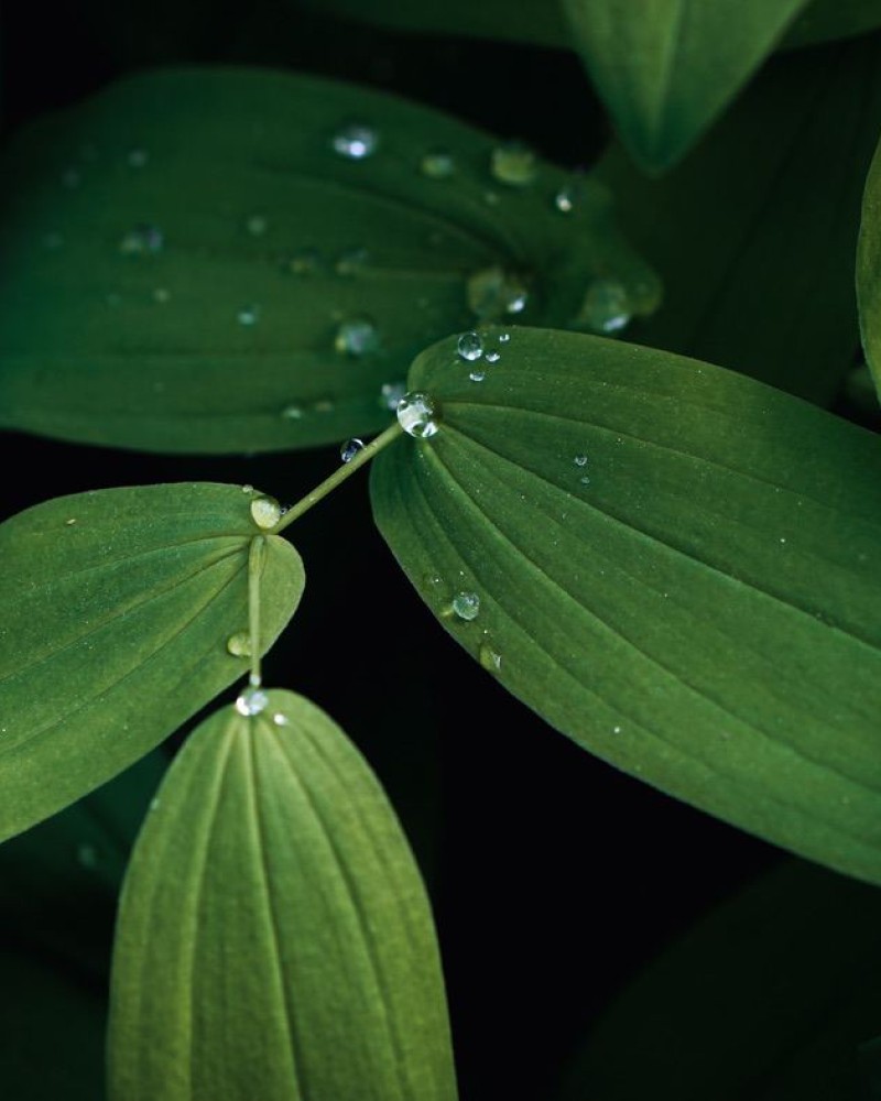 Leafs with water drops