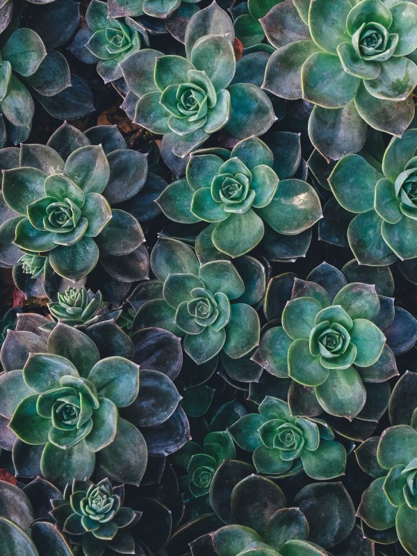 Succulent