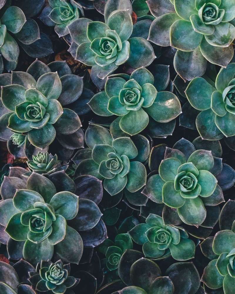 Succulent