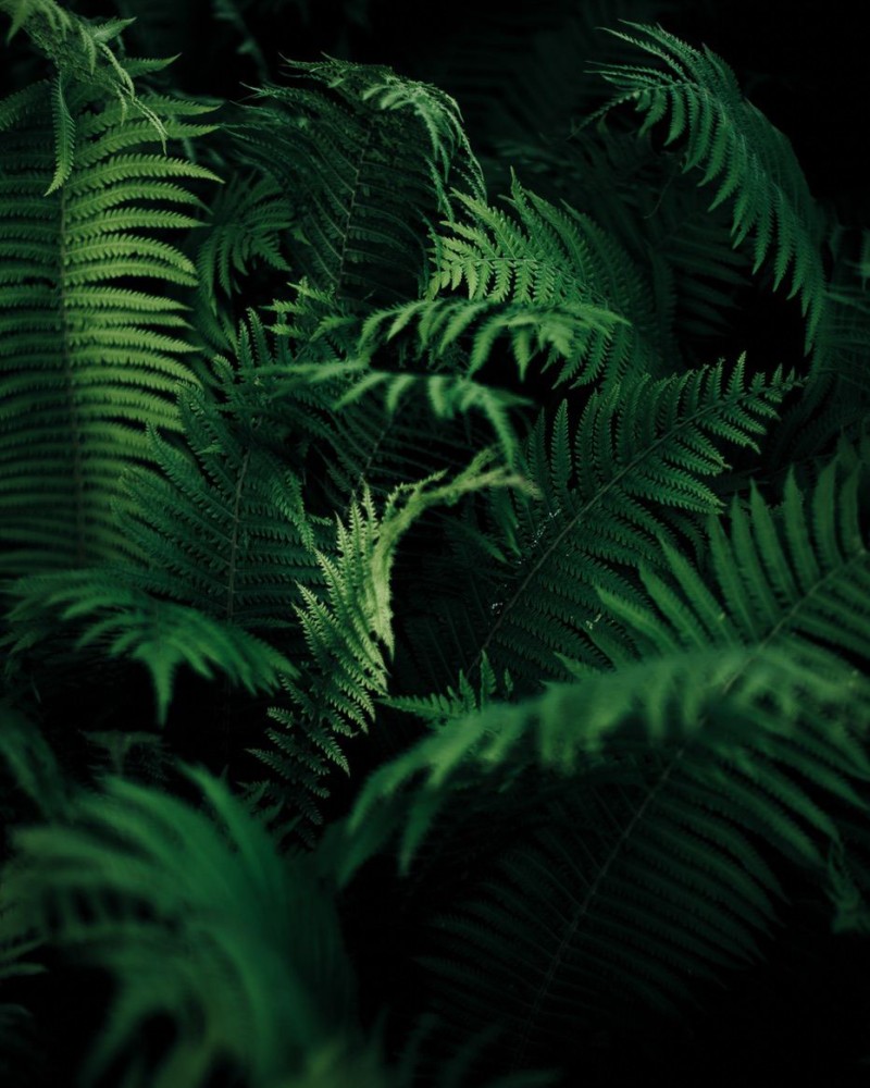 Ferns in the dark