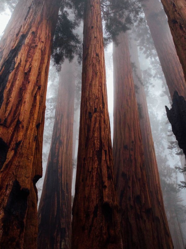 Huge trees reaching into the fog