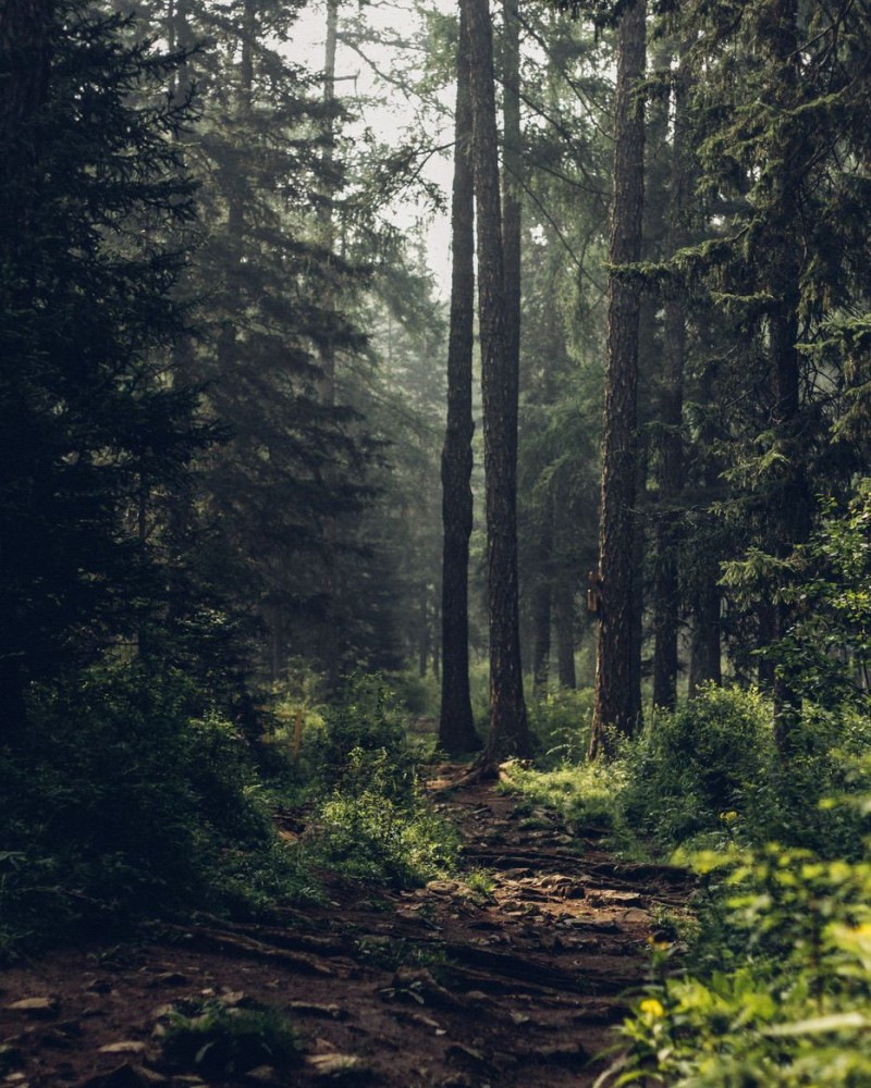 Picturesque path into the forest